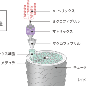 VEIN_aoyama_omotesando_01